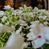گل رز  اگهی داری  متن بخون