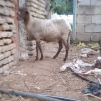 گوسفند نژاد دار دوقلوزا شکم دوم جوان داشتی