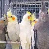 عروس هلندی جوجه وبالغ|پرنده|اصفهان, پوریای ولی|دیوار
