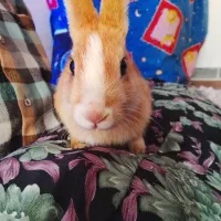 دو عدد خرگوش سالم