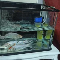 اکواریوم شیشه خم|ماهی|تهران, حافظیه|دیوار