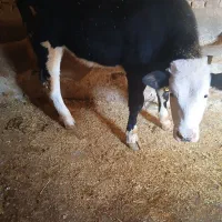 گوساله سیمیتال