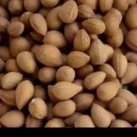 گردو