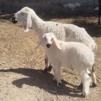 گوسفند با بره نر