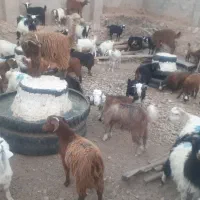 فروش گوسفند بزغاله