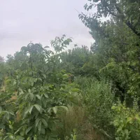 زمین ۶۰۰متر ۴۰ متر بنا کنار دانشگاه پیام نور|فروش زمین و ملک کلنگی|آستارا, |دیوار