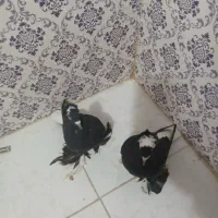 کبوتر|پرنده|خسروشاه, |دیوار