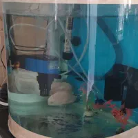 آکواریوم شیشه خم|ماهی|کرمانشاه, |دیوار