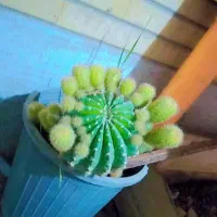 کاکتوس|گل و گیاه طبیعی|اصفهان, شهرک کاوه|دیوار