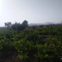 باغ انگور(۲۰۰۰متر)سند تک برگ|فروش دفتر صنعتی، کشاورزی، تجاری|تاکستان, |دیوار