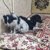 سگ پاکوتاه ماده بی پناه و خسته|سگ|خرمآباد, |دیوار