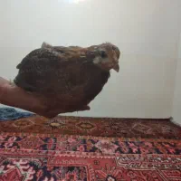 جوجه ۳ماهه