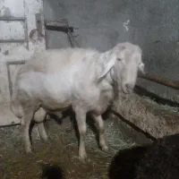 قوچ سفید افشار