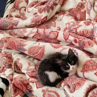 واگذاری رایگان بچه گربه دو ماه و نیمه