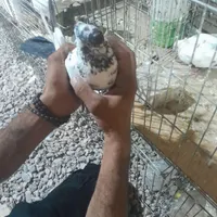 نرماده دم سیاه|پرنده|یزد, |دیوار