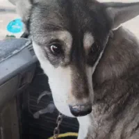 ماده سگ هاسکی