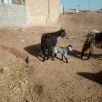 بز و کولار،،|حیوانات مزرعه|داراب, |دیوار