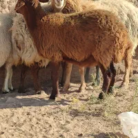 میش افشار و مغانی هترو ابستن دوقولوزا ۴راس|حیوانات مزرعه|کرمان, |دیوار