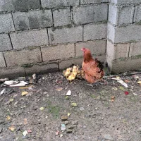 ۱۲ بچه اردک با مادر