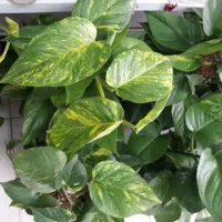 پتوس چماقی زعفرانی بزرگ ۵۰۰|گل و گیاه طبیعی|قم, علی آباد سعدگان|دیوار