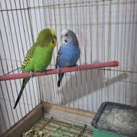 جفت مرغ عشق