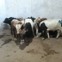 فروش گوساله زنده گوشتی