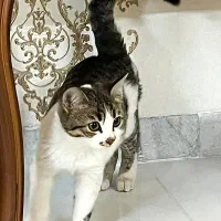 واگذاری سه بچه گربه|گربه|یزد, |دیوار