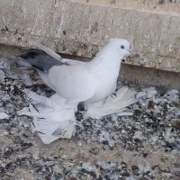 ماده فیلی گویروخ