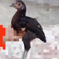 ۲ مرغ با ۵ جوجه فروشی با قیمت مناسب|حیوانات مزرعه|کنارک, |دیوار