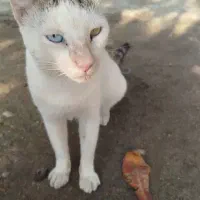 گربه چشم دورنگ یکی آبی یکی سبز