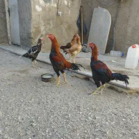 پرنده|حیوانات مزرعه|رباطکریم, آدران|دیوار