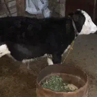گاو مونت