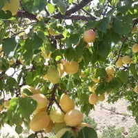 معاوضه باغ با باغ|فروش دفتر صنعتی، کشاورزی، تجاری|موچش, |دیوار