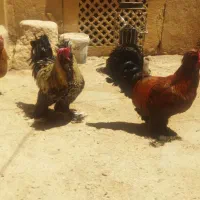 خروس چهل تاج