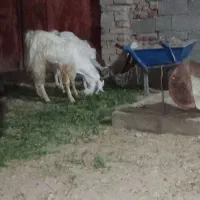 بز نروماده|حیوانات مزرعه|ایرانشهر, |دیوار