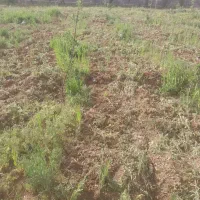 پاکنی باتیلر