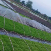 توم بیجار هاشمی توم بجار هاشمی