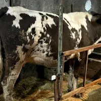 ماده گاو سیمینتال جون دار یک ماه تلقیح شده