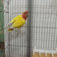 طوطی برزیلی|پرنده|شبانکاره, |دیوار