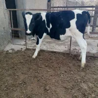 فروش یک راس گوساله ماده