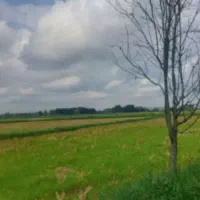 فروش ۱۴هزارمتر شالیزار سنتی چسبیده به شهر ورودخانه