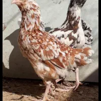 تخم نطفه دار گلین گیل لری