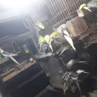 مرغ عشق عروس فنج|پرنده|خشکبیجار, |دیوار