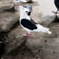 پشت سیاه کاکلی