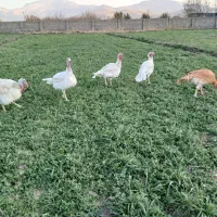 بوقلمون محلی|حیوانات مزرعه|بیستون, |دیوار