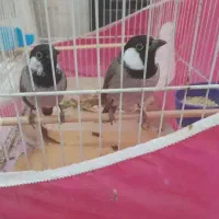 سهره قناری با جوجه.ابخوری 300سیسی