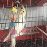 عروس هلندی