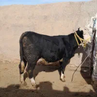 گاو شیری|حیوانات مزرعه|اسفرورین, |دیوار