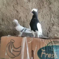 کبوتر|پرنده|شیراز, رکن‌آباد|دیوار
