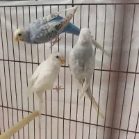 مرغ عشق رینبو